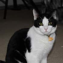 Thumbnail photo of Calfie #2