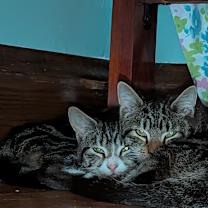 Thumbnail photo of Koshi #1