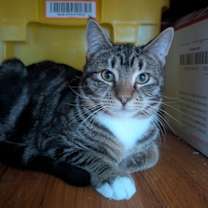 Thumbnail photo of Koshi #3