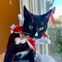 Thumbnail photo of Blackjack #4