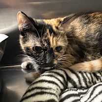 Thumbnail photo of Bell #2