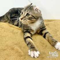 Thumbnail photo of Teddy #4