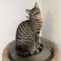 Thumbnail photo of MOLLY (& MANGO) #2