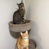 Thumbnail photo of MOLLY (& MANGO) #3