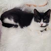 Thumbnail photo of Moo #1