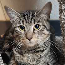 Thumbnail photo of Briarlight #1