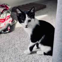 Thumbnail photo of Ziva #2