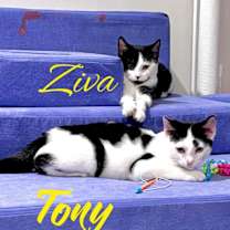 Thumbnail photo of Ziva #3