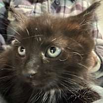 Thumbnail photo of Bruno #4