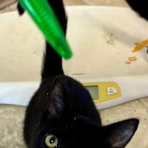 Thumbnail photo of MERLIN #1