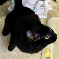 Thumbnail photo of MERLIN #3