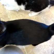 Thumbnail photo of MERLIN #4