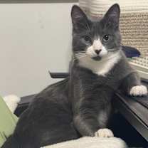 Thumbnail photo of Rice Ball #3