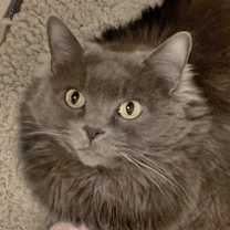 Thumbnail photo of Persia #1