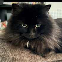 Thumbnail photo of SHADOW #2