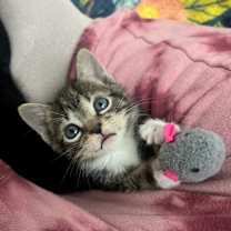 Thumbnail photo of Gravestone #1