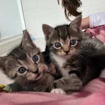 Thumbnail photo of Gravestone #3