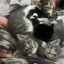 Thumbnail photo of Gravestone #4