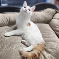 Thumbnail photo of Vinny #2