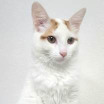 Thumbnail photo of Vinny #1