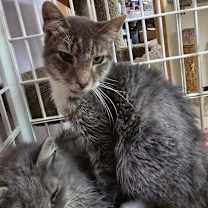 Thumbnail photo of Kat #2