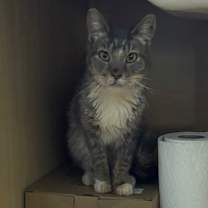 Thumbnail photo of Kat #3