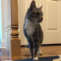 Thumbnail photo of Kat #4