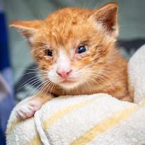 Thumbnail photo of Niko #2