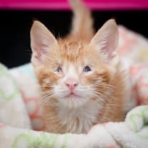 Thumbnail photo of Niko #3