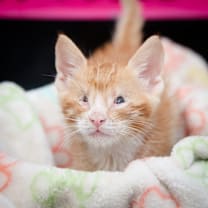 Thumbnail photo of Niko #4