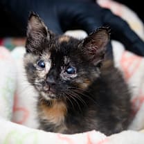 Thumbnail photo of Nadia #4