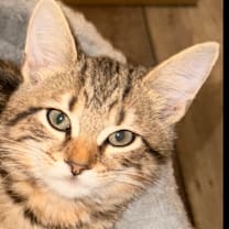 Thumbnail photo of Scott Calvin A25-250 #1