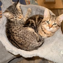 Thumbnail photo of Scott Calvin A25-250 #2