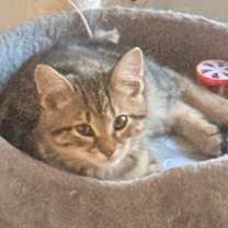 Thumbnail photo of Scott Calvin A25-250 #4