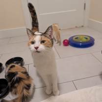 Thumbnail photo of Peridot #2