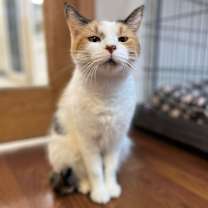 Thumbnail photo of Peridot #4