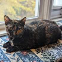 Thumbnail photo of Millie #3