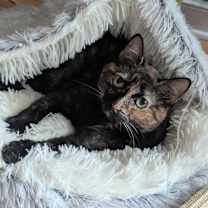 Thumbnail photo of Millie #4