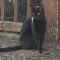 Thumbnail photo of Shadow #1