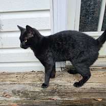 Thumbnail photo of Shadow #2