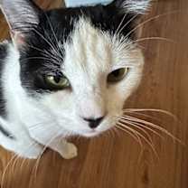 Thumbnail photo of Sushi #3