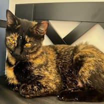 Thumbnail photo of Bellatrix  #1