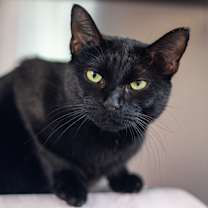 Thumbnail photo of Bobbie #2