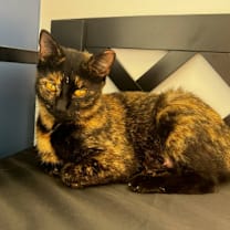 Thumbnail photo of Bellatrix  #3