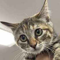 Thumbnail photo of Hera #2