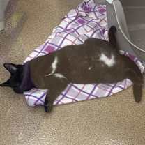 Thumbnail photo of Zorro #4