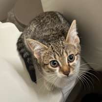 Thumbnail photo of Crostini (with Toast) #4