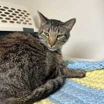 Thumbnail photo of Toni #3