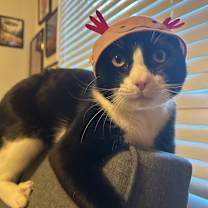 Thumbnail photo of Oreo Speedwagon #3