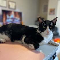 Thumbnail photo of Oreo Speedwagon #4